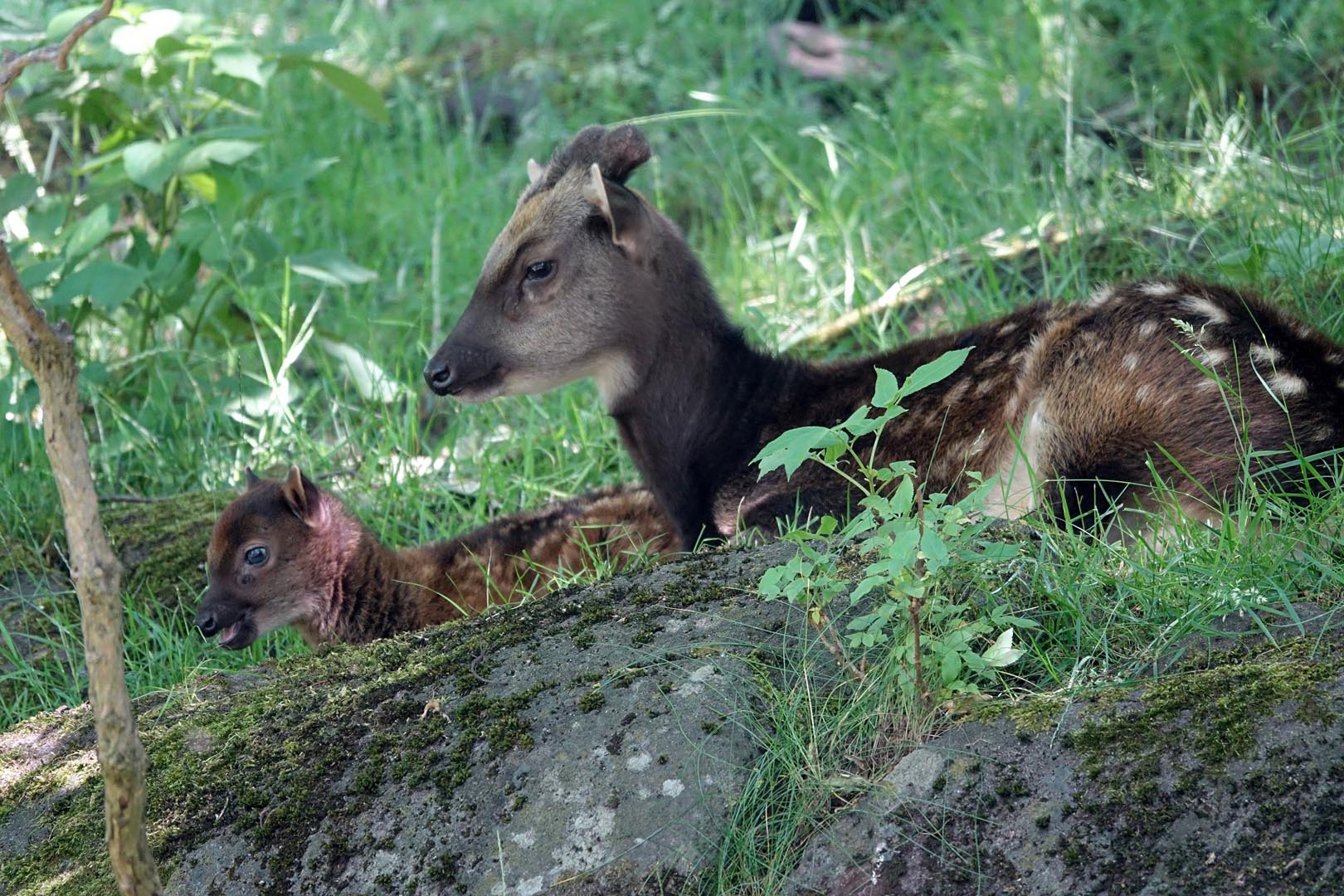 Visayan spotted deer and fawn sitting on mossy rock area Image: 2018